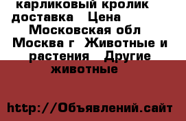 карликовый кролик.   доставка › Цена ­ 1 000 - Московская обл., Москва г. Животные и растения » Другие животные   